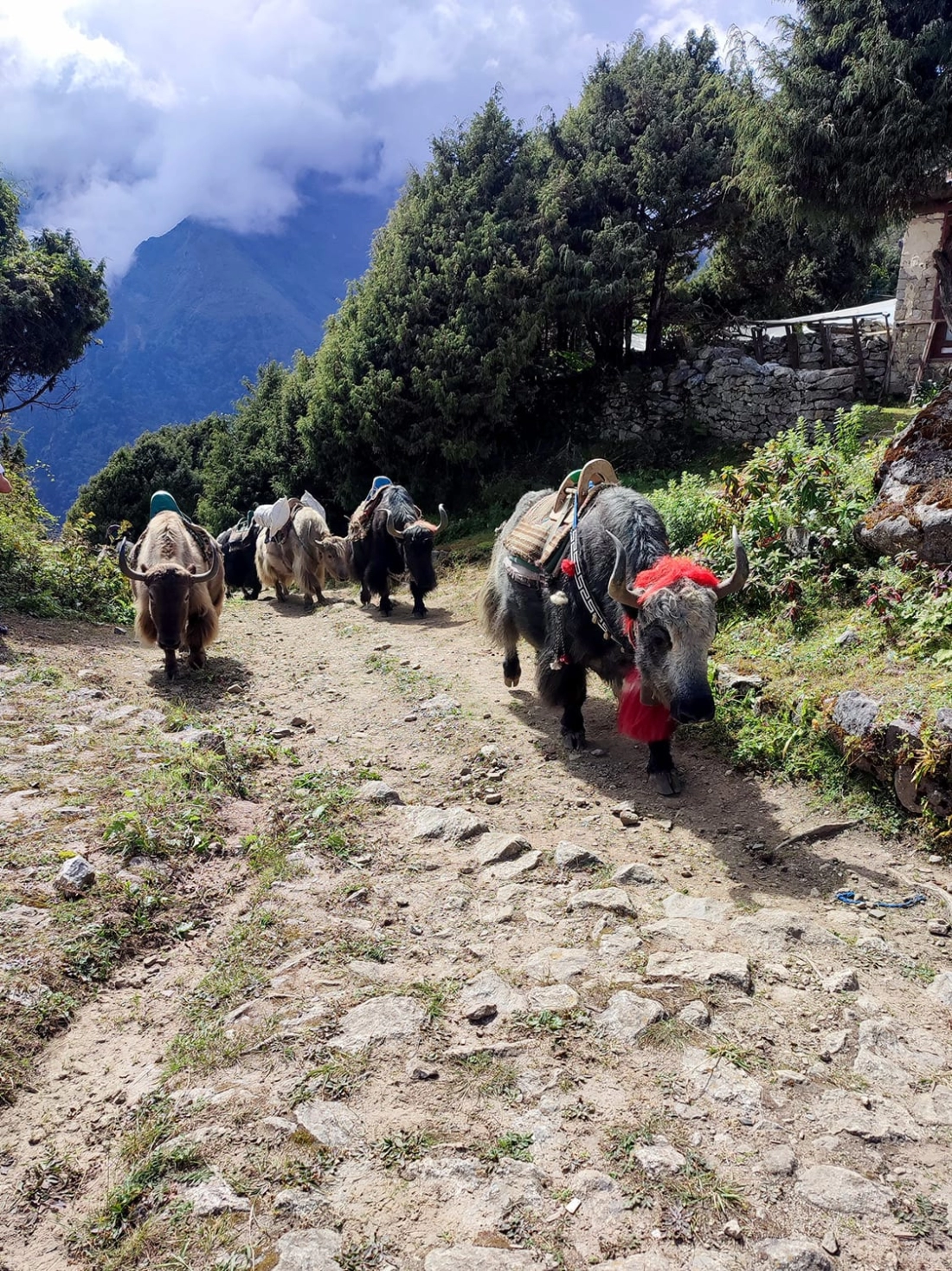 EVEREST ANA KAMPI'NA YÜRÜYÜŞ  - Fotoğraf 6