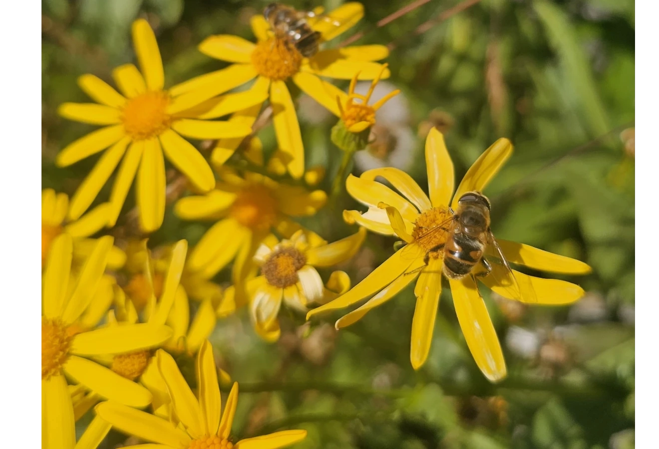 KAÇKAR YAYLALARI TREKKİNG TURU  - Fotoğraf 5