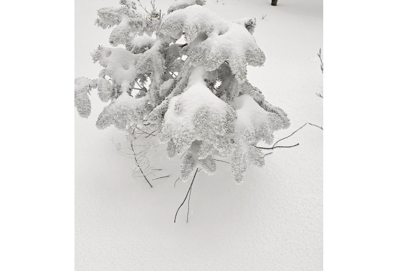 WHITE DREAM KUZUYAYLA KARTEPE SPORTIVE NATURE WALK - Fotoğraf 10
