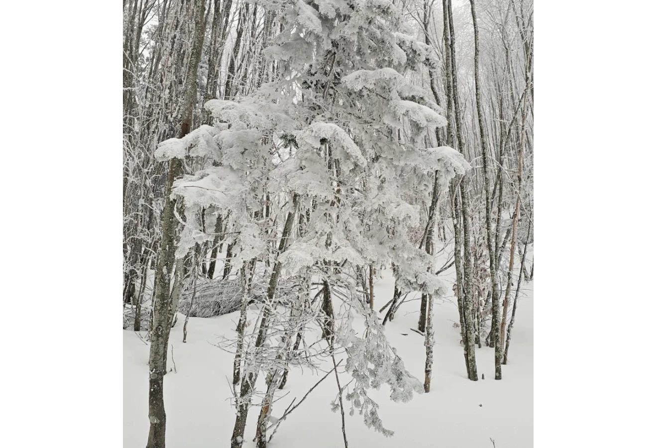 WHITE DREAM KUZUYAYLA KARTEPE SPORTIVE NATURE WALK - Fotoğraf 11