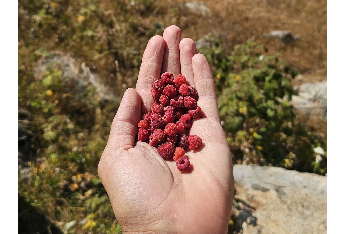 KAÇKAR YAYLALARI TREKKİNG TURU  - Fotoğraf 7