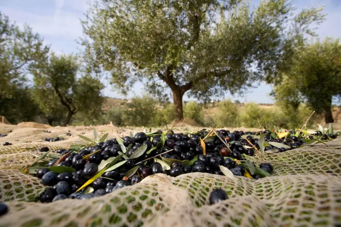 GANOSLAR ZEYTİN ROTASI  - Fotoğraf 1