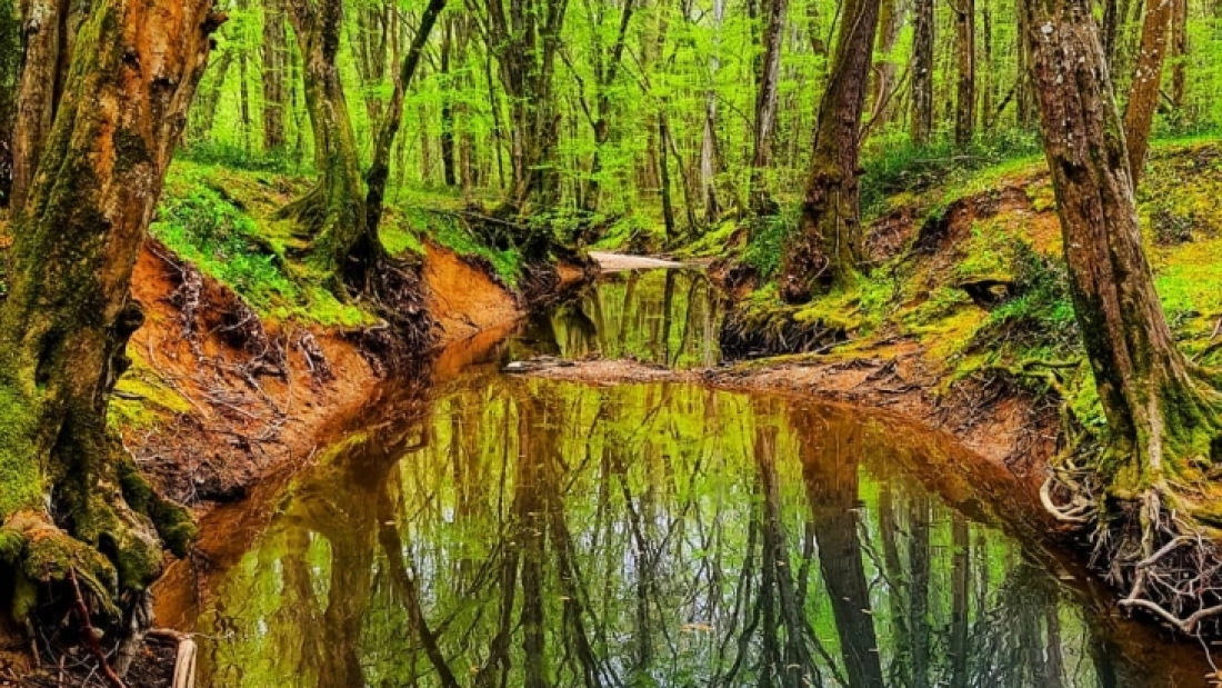 LONGOZ ORMANLARI SONBAHAR KAMPI - Fotoğraf 1